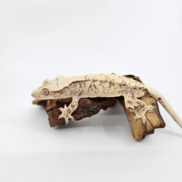 노멀 트라이 익스트림할리퀸