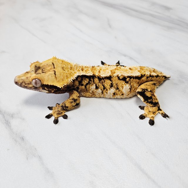 노멀 트라이 익스트림할리퀸 화이트스팟