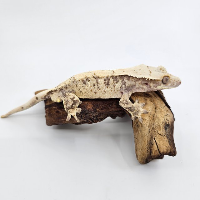 노멀 트라이 익스트림할리퀸