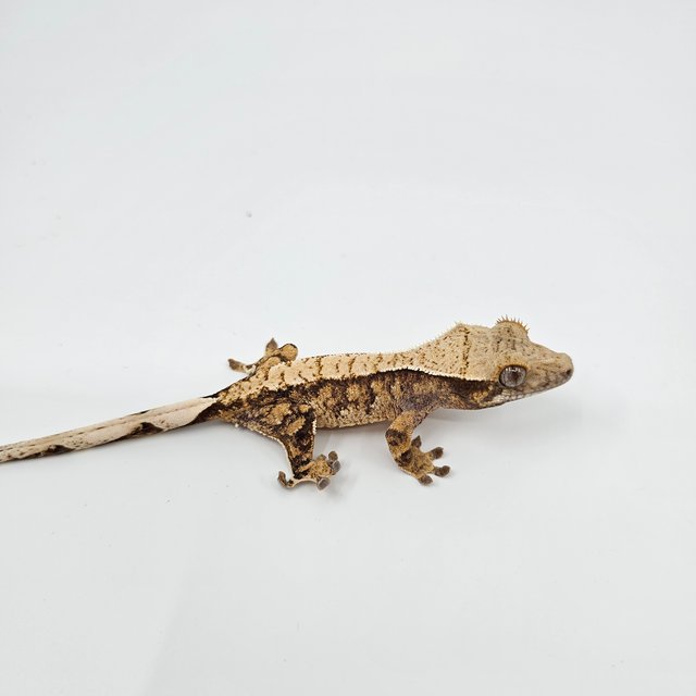 노멀 트라이 익스트림할리퀸 텐저린