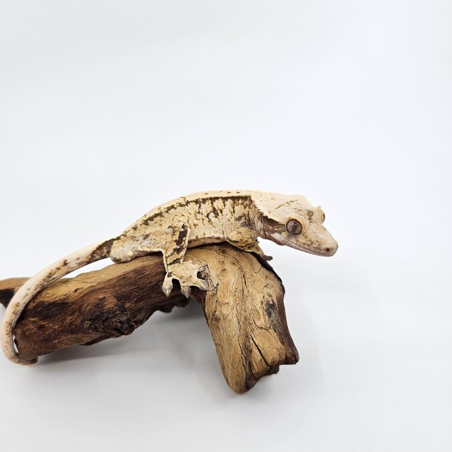 노멀 트라이 익스트림할리퀸