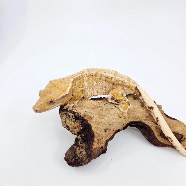 노멀 트라이 익스트림할리퀸 화이트스팟 화이트크라운 드리피