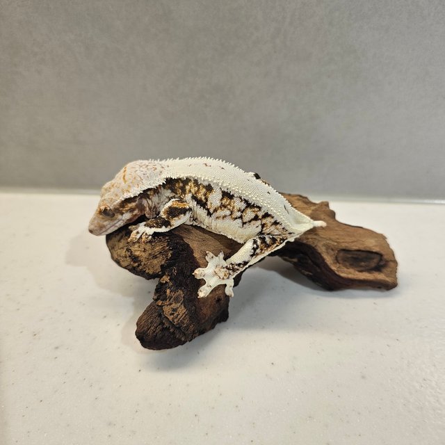 릴리화이트 트라이 익스트림할리퀸 드리피 텐저린