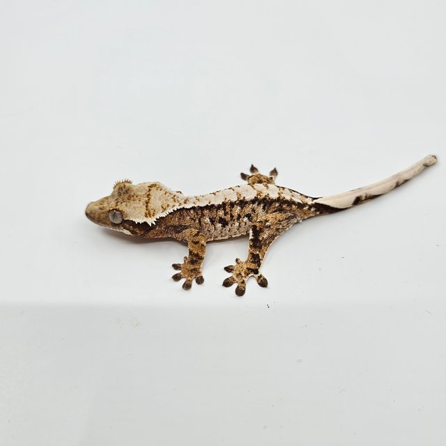 노멀 트라이 익스트림할리퀸 화이트스팟 화이트크라운