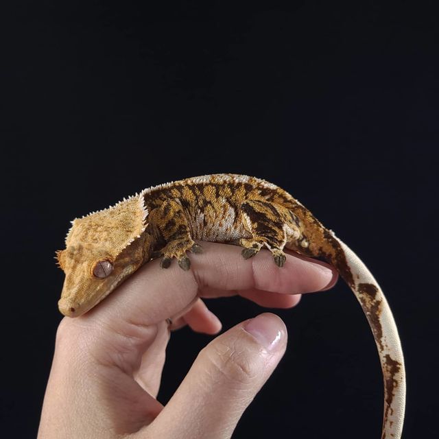 트라이 익스트림할리퀸 텐저린 바브
