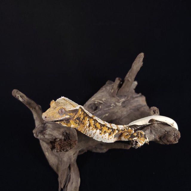 노멀 트라이 익스트림할리퀸 텐저린 화이트스팟 화이트포트홀