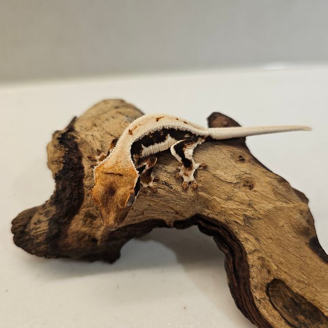 릴리화이트 트라이 익스트림할리퀸 텐저린