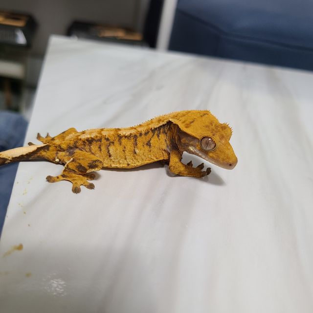 트라이 익스트림할리퀸