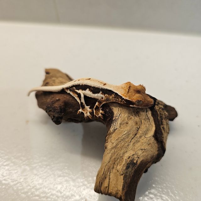 릴리화이트 트라이 익스트림할리퀸 텐저린