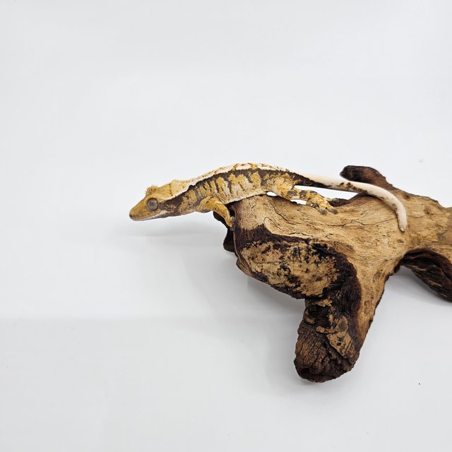 노멀 트라이 익스트림할리퀸