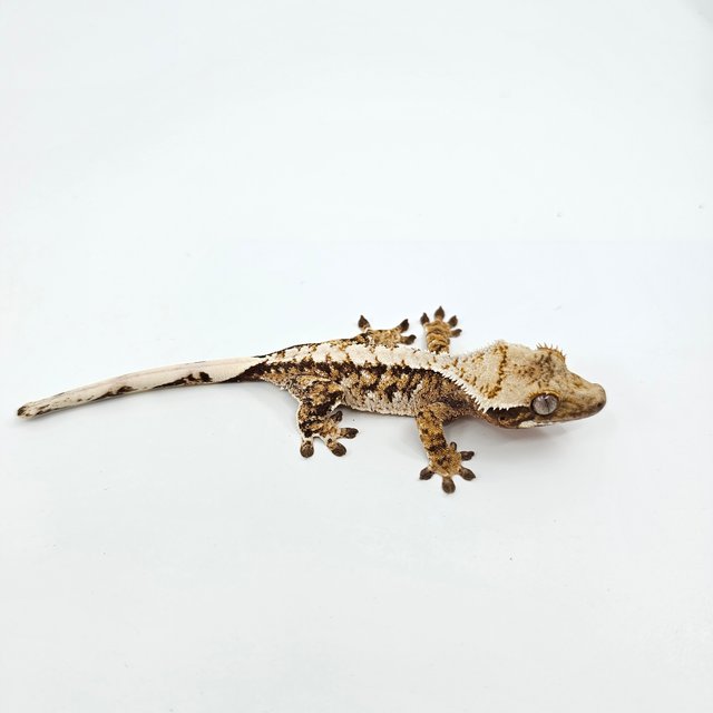 노멀 트라이 익스트림할리퀸 화이트스팟 화이트크라운