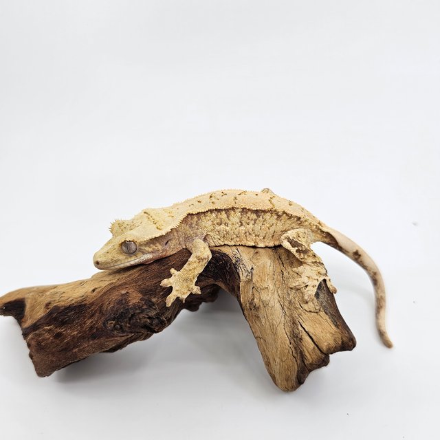 노멀 트라이 익스트림할리퀸