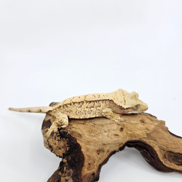 노멀 트라이 익스트림할리퀸