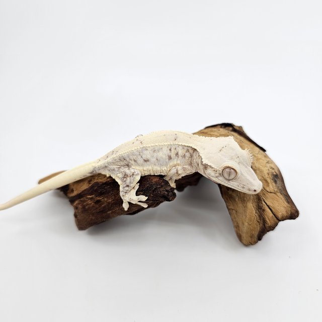 릴리화이트 트라이 익스트림할리퀸 화이트