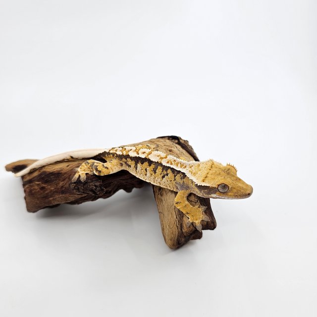 노멀 트라이 익스트림할리퀸