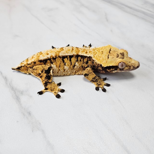 노멀 트라이 익스트림할리퀸 화이트스팟