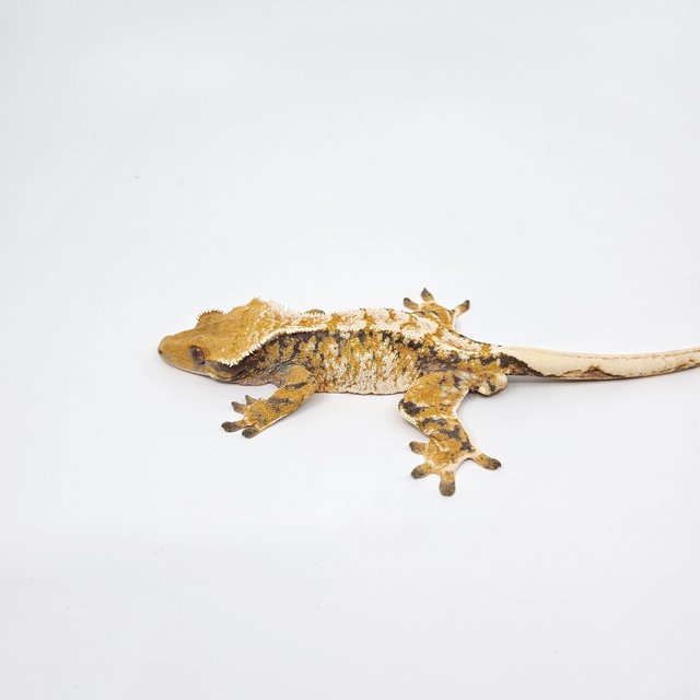 노멀 트라이 익스트림할리퀸 텐저린 화이트스팟