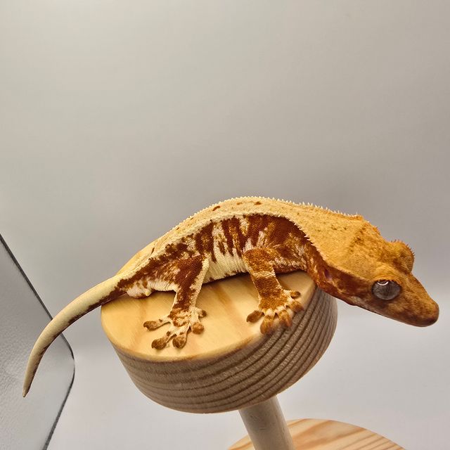 레드 릴리화이트