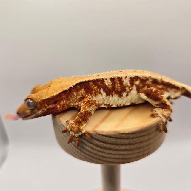 레드 릴리화이트