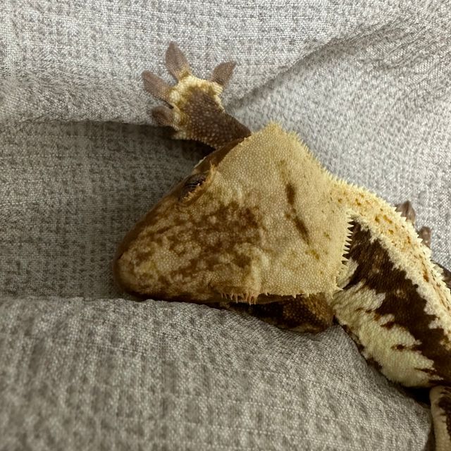 릴리화이트 트라이