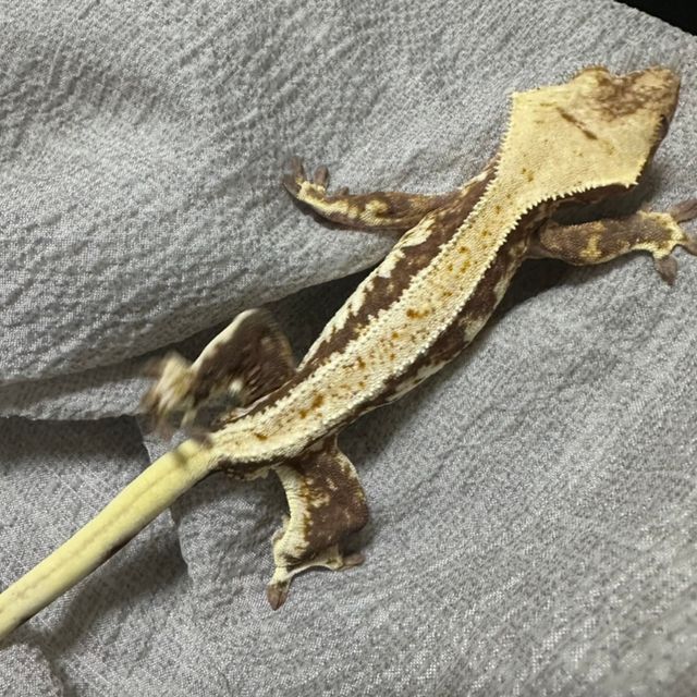 릴리화이트 트라이