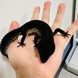 블랙나이트