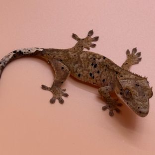 사리