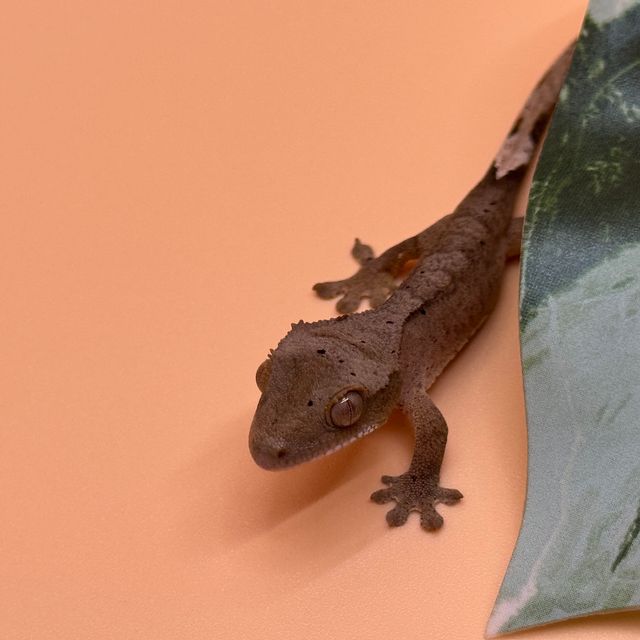 달마시안