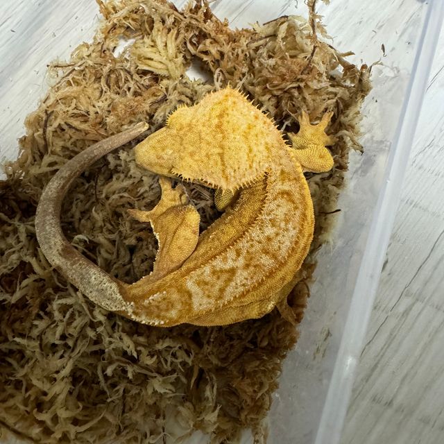 벅스킨 텐저린 옐로우