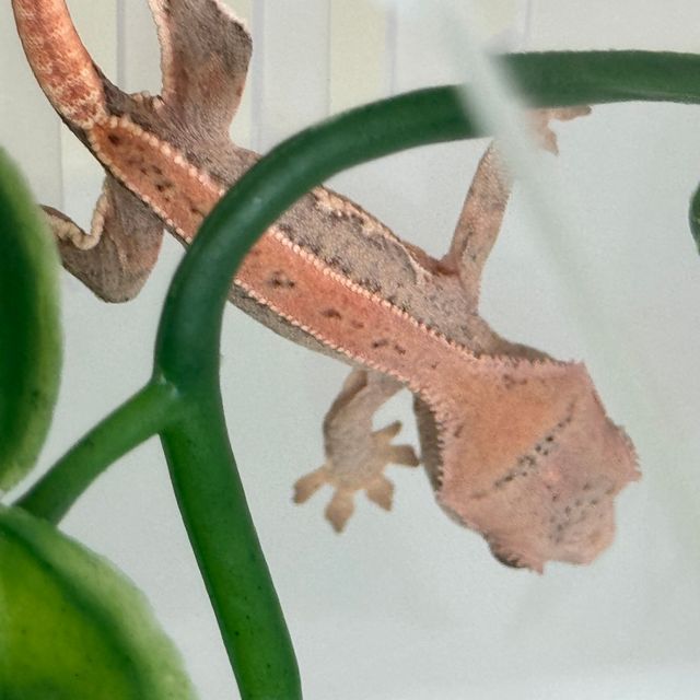 화이트핀