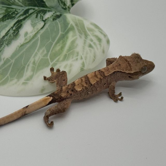 달마시안
