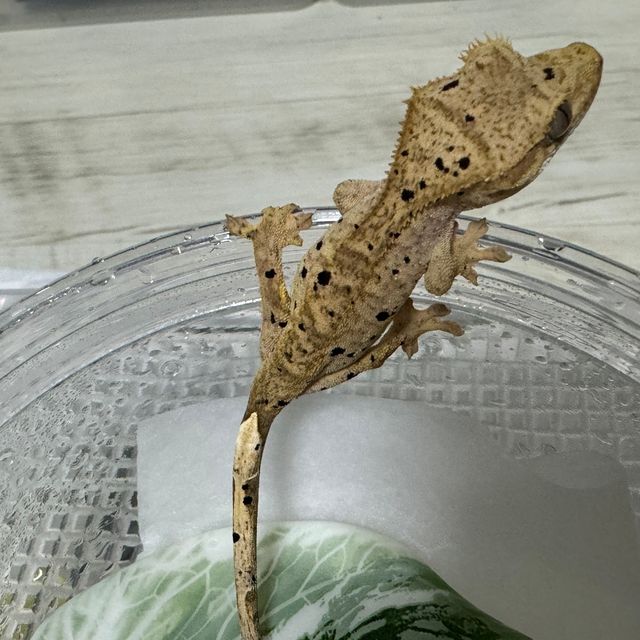 슈퍼달마시안
