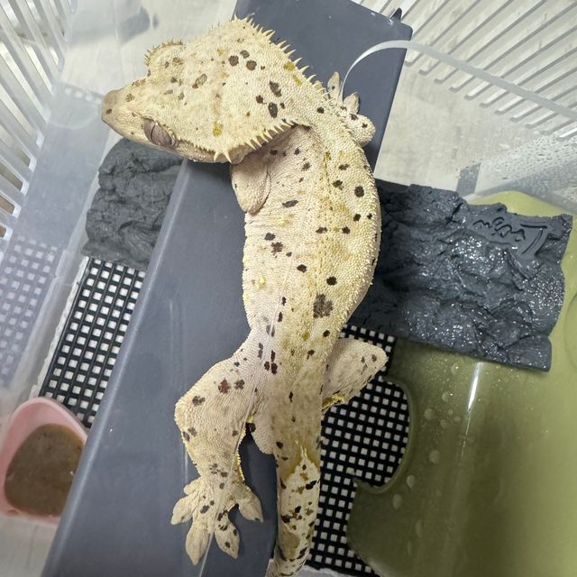 슈퍼달마시안