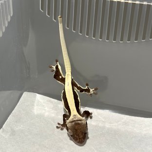 솔리드백 릴잔틱