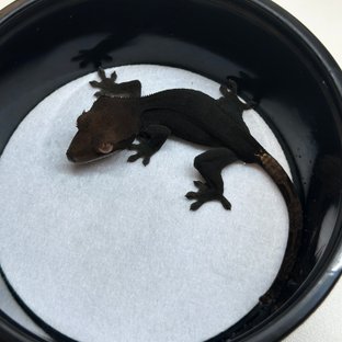 챠콜 팬텀 카푸치노