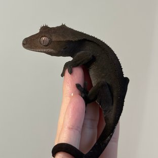 팬텀 아잔틱