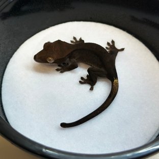 챠콜 팬텀 카푸치노