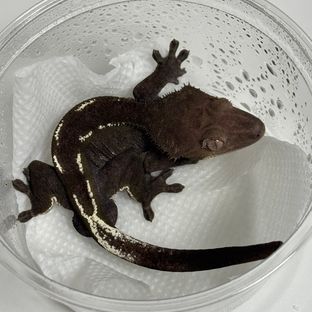아잔틱