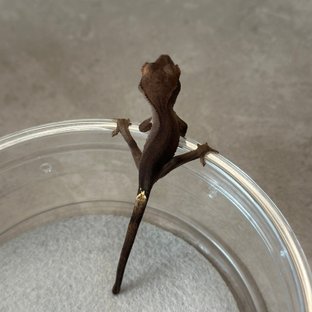 챠콜 100%헷아잔틱