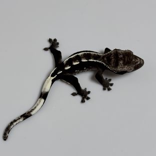 아잔틱