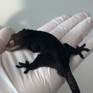 챠콜 팬텀 카푸치노