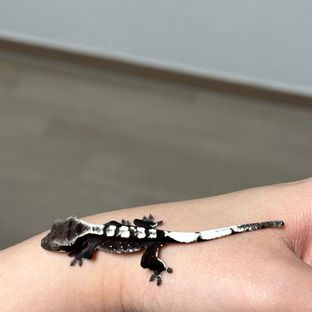 아잔틱