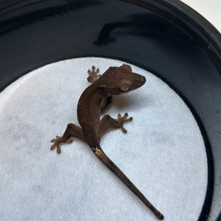 100%헷아잔틱 챠콜 카푸치노