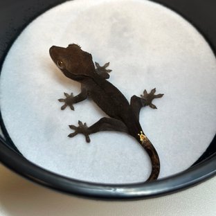 챠콜 팬텀 카푸치노