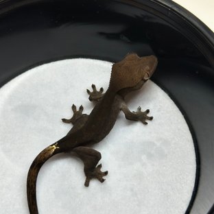 챠콜 팬텀 카푸치노