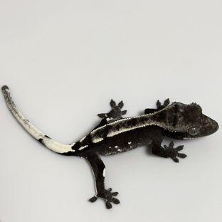 아잔틱