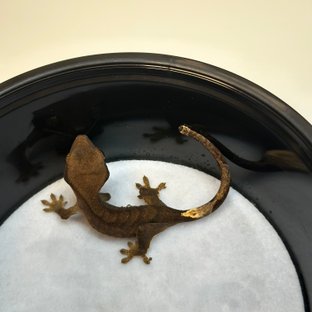 100%헷아잔틱 챠콜