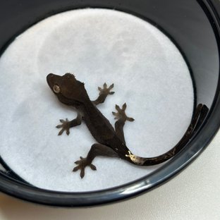 챠콜 팬텀 카푸치노