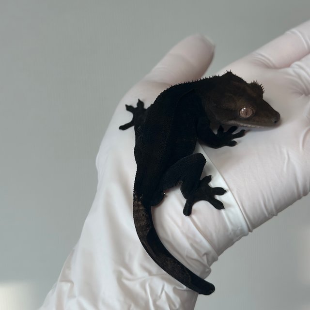 챠콜 팬텀 카푸치노