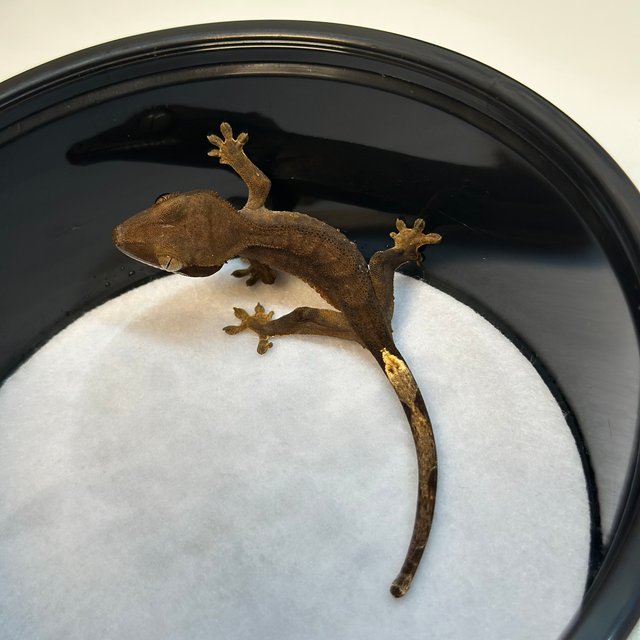 100%헷아잔틱 챠콜